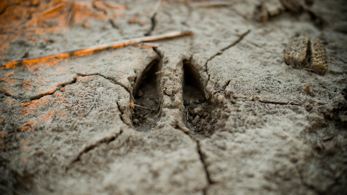 The Art of Backtracking a Whitetail Buck