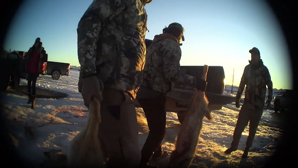 Humane Society Sends Undercover Agents to Nevada Coyote Contest