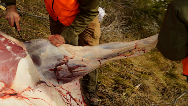 Field Butchering Tips Part 2: Quartering vs Deboning