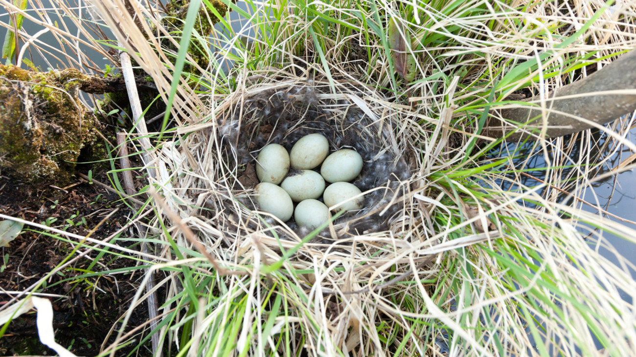 3 Things You Can Do to Help Nesting Ducks