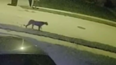 Wildlife Officials Can't Find Mountain Lion Spotted in Omaha Neighborhood
