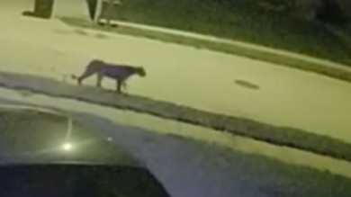 Wildlife Officials Can't Find Mountain Lion Spotted in Omaha Neighborhood