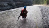 Video: Kayaker Saves Moose Calf From Drowning