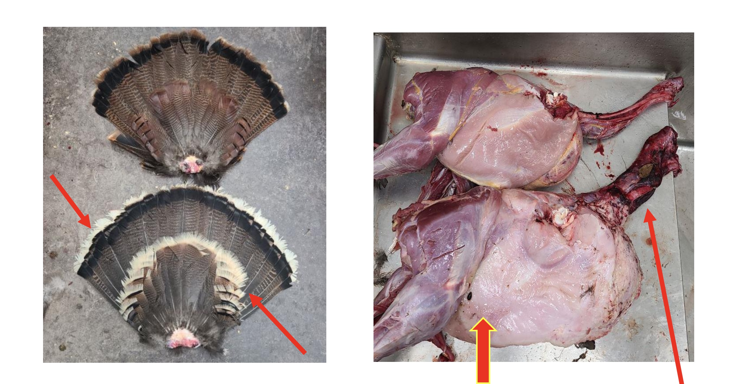 osceola turkey comparison 