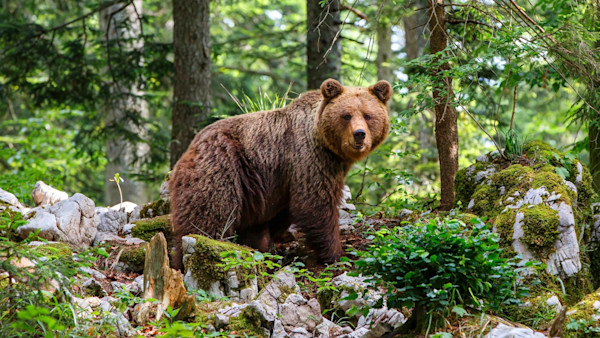 After Years of Brutal Attacks, This Eastern European Country Just Approved Selling Brown Bear Meat