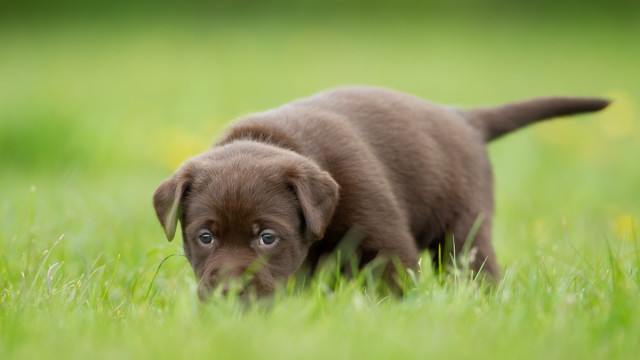 are deer afraid of dogs