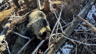 Idaho Hunter Kills Grizz with Rifle in Apparent Self-Defense Incident