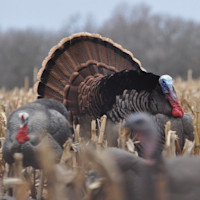 Springfield Hunting Rife A Small Game Menace: Springfield Model 2020 Rimfire (Full Review ...