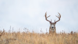 Scouting These Public Land Spots Will Help You Kill More Deer