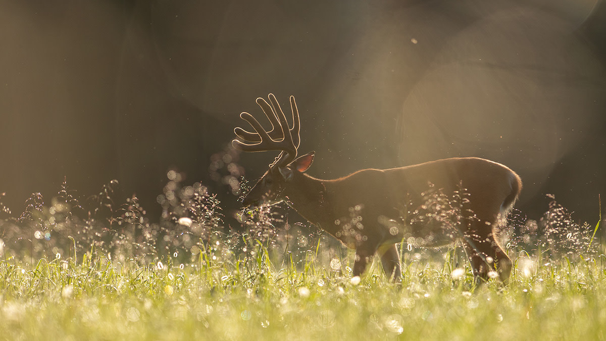 A Silver Bullet Solution for Improving Wildlife Habitat