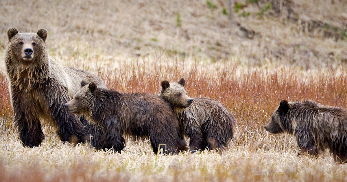 Elk Hunter Attacked By Grizzly, Latest In Growing Bear Problem