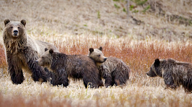 Elk Hunter Attacked By Grizzly, Latest In Growing Bear Problem