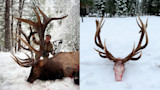 Renowned Archer Tags Pending World-Record Bull Elk