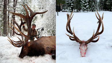 Renowned Archer Tags Pending World-Record Bull Elk