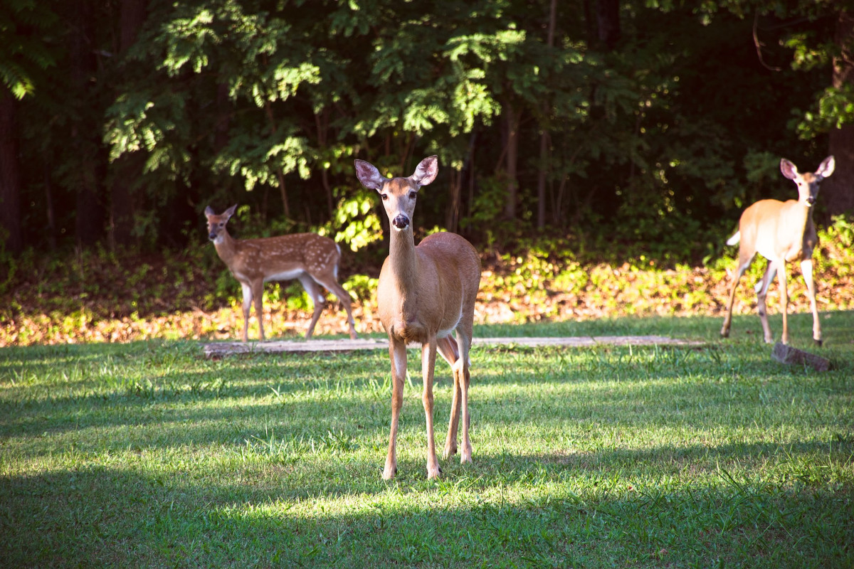 Hunters vs. Wildlife Biologists: Who Says There’s Too Many Deer?