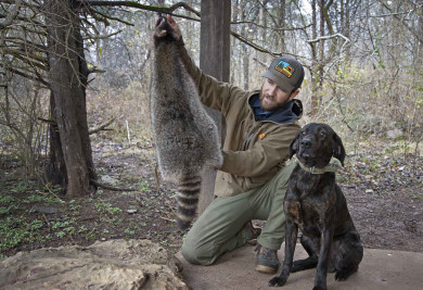 Video: How to Skin a Raccoon