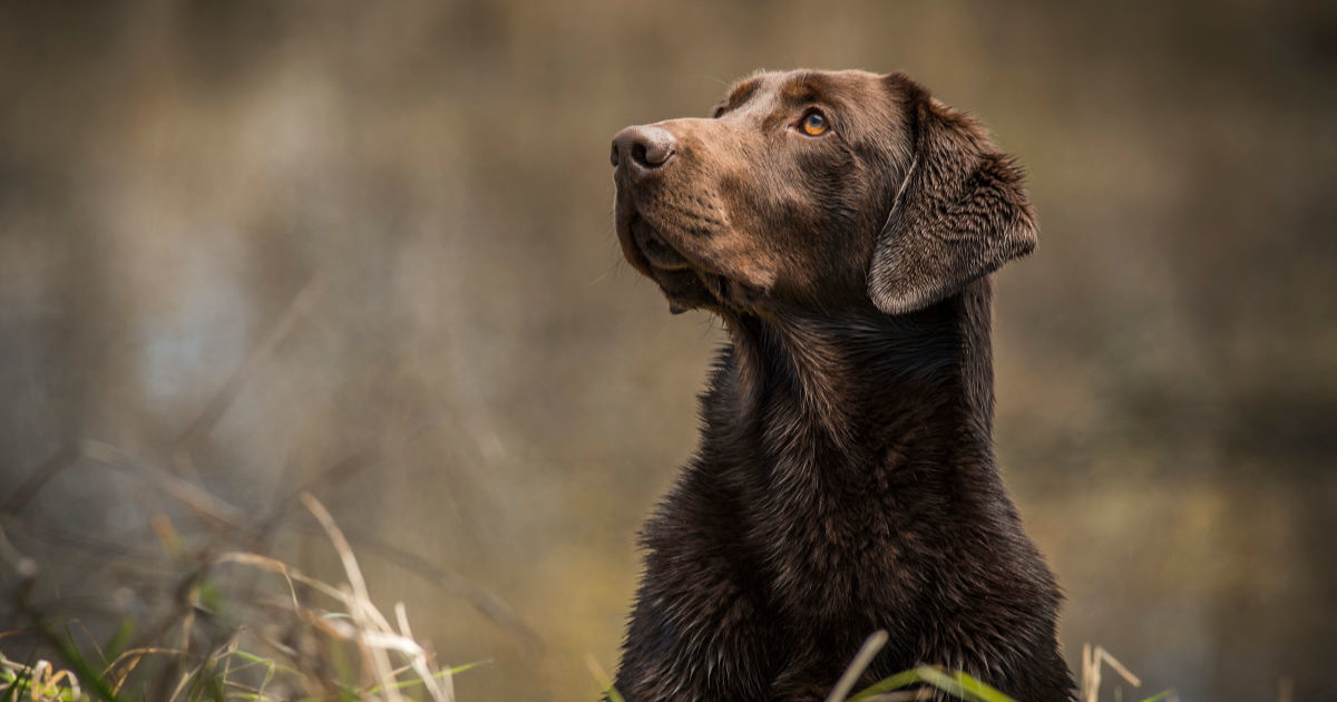 Chocolate Labrador Hunting