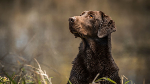 Does Labrador Color Matter?