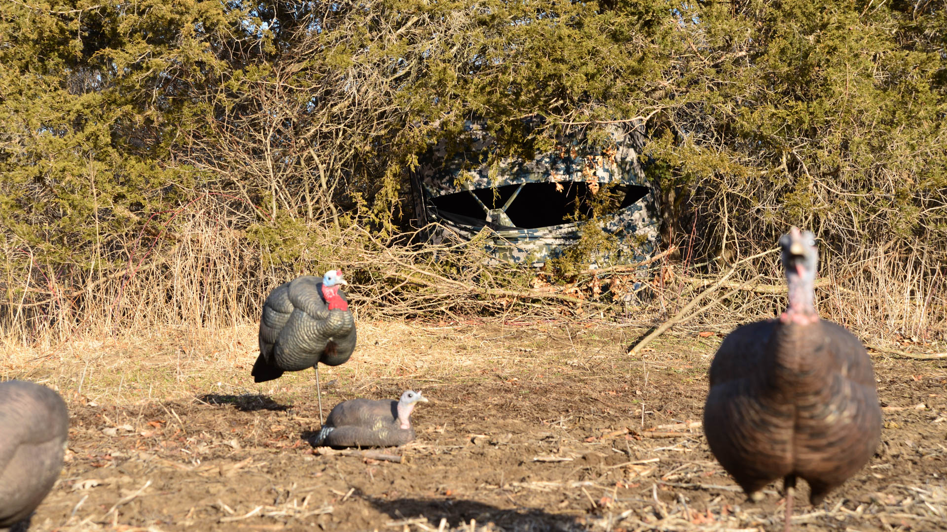 turkeyblindmistakes2