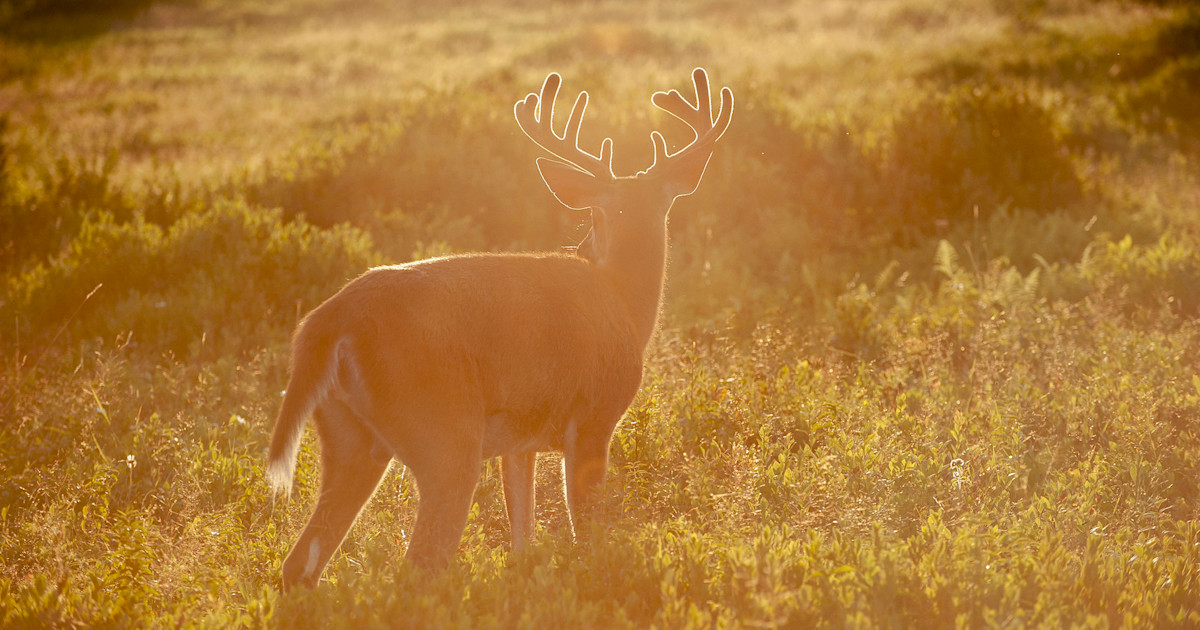 Spring Hunging Why Spring is the Best Time to Gain Deer Hunting Permission | MeatEater ...