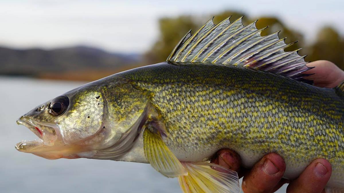 How to Catch Walleye in Rivers | MeatEater Fishing