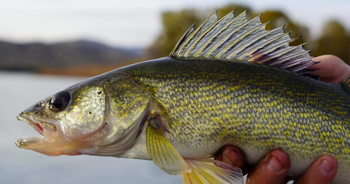 Walleye Fishing River Rigs at Michael Schiller blog