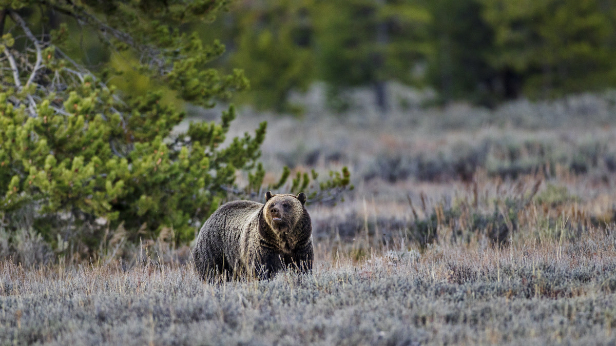 Western States Open New Efforts to Delist Grizzly Bears