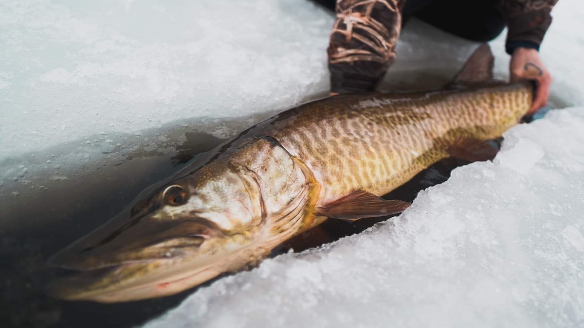 How to Ice Fish for Muskie