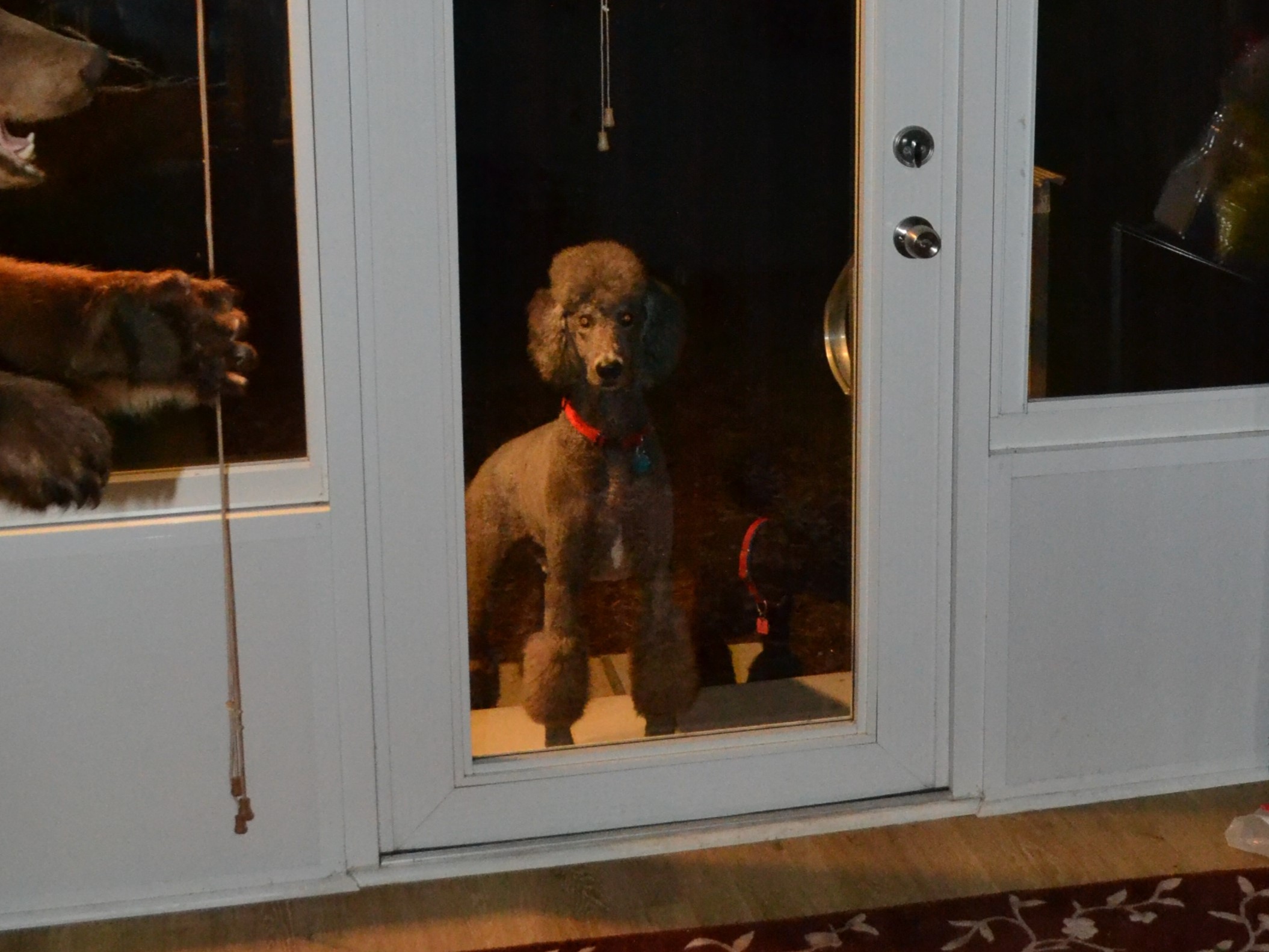 Poodle with red collar standing at glass patio door; large dog paw pressed against left glass