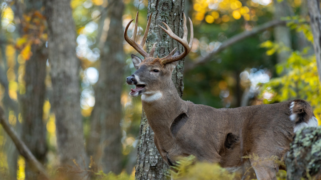 Hunting, Bear, Deer, Ducks & Timber Wolf