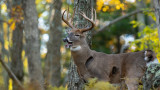 How to Find the Dumbest Buck in the Woods