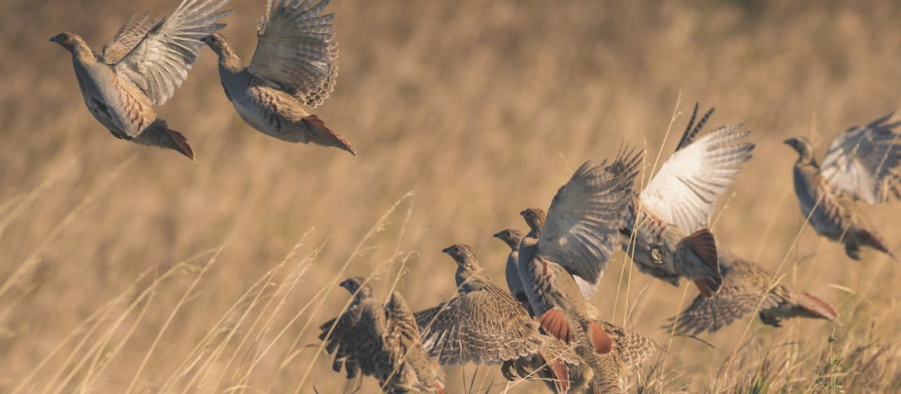 5 Unusual Species to Hunt on Public Land in North America