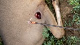 How Much Does Broadhead Choice Really Matter For Whitetail Hunters? 