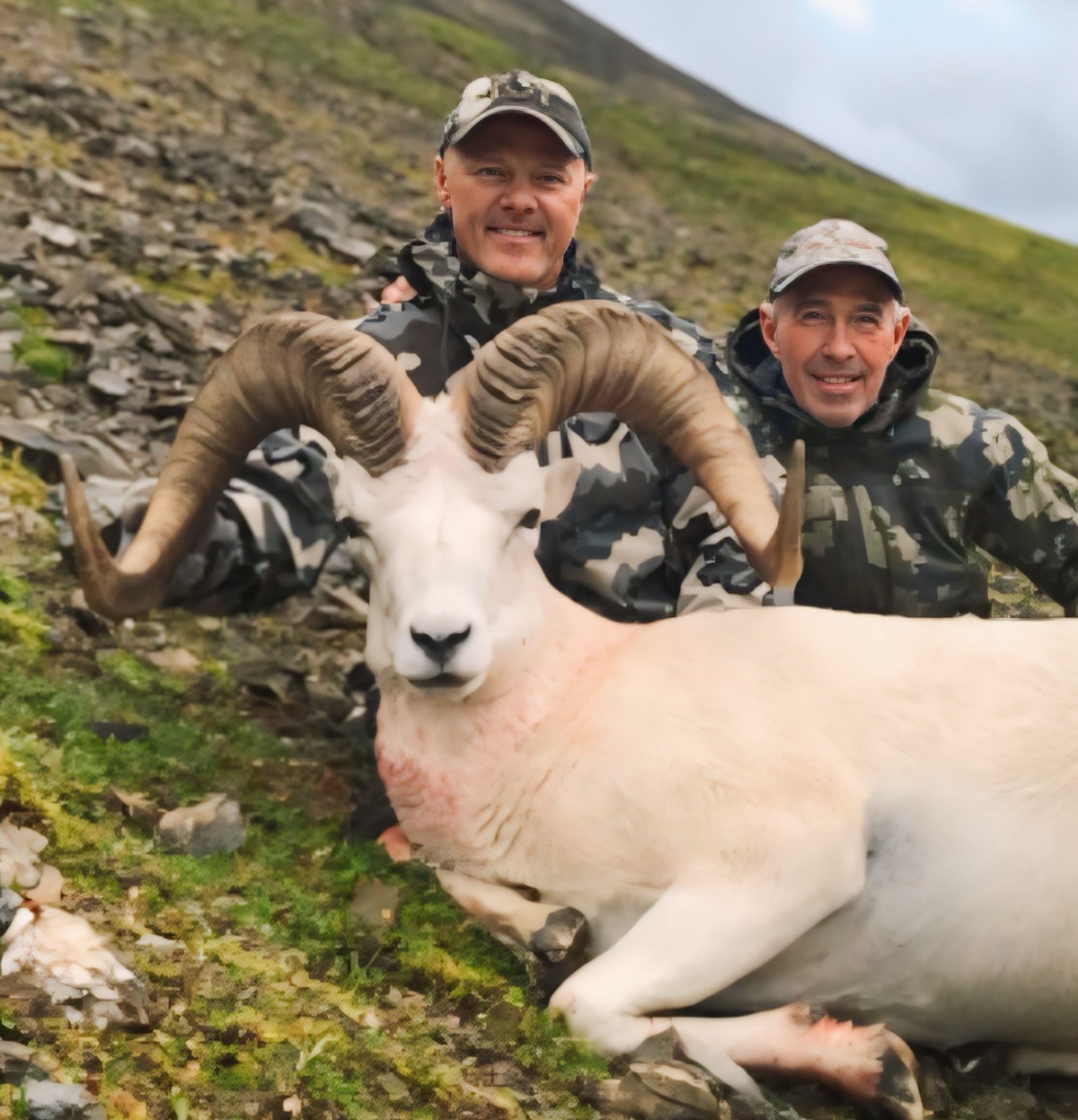 dall sheep hunt