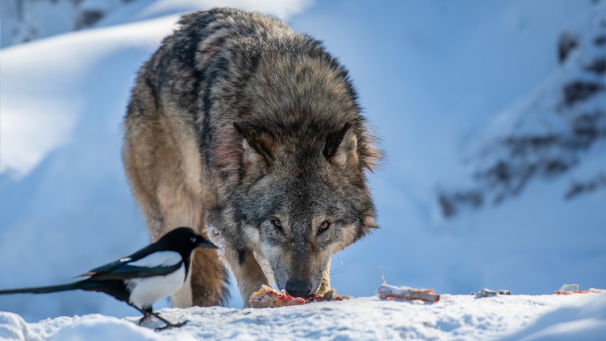 Colorado Senate Confirms Animal Rights Advocates to Wildlife Commission