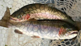 Double Down 1-2.jpg
