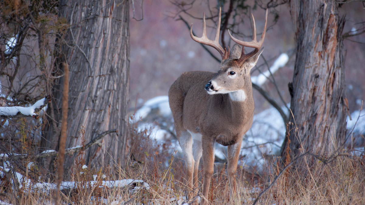 Rut Fresh Report: 12/2/21 | MeatEater Wired To Hunt