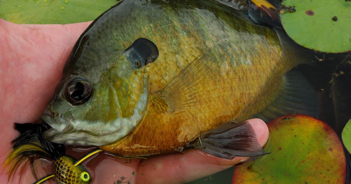 Will New, Lower Panfish Bag Limits Mean Bigger Fillets?