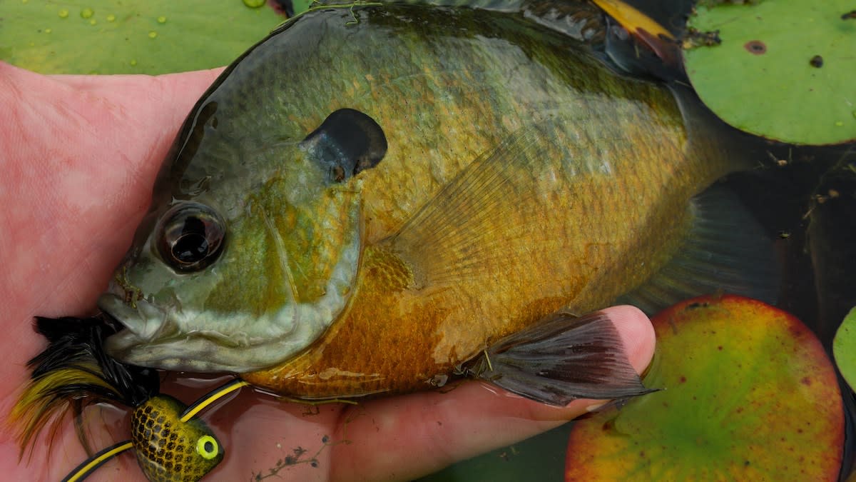 Will New, Lower Panfish Bag Limits Mean Bigger Fillets?