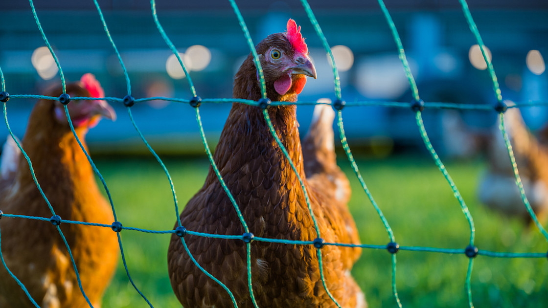 How to Integrate New Birds into Your Flock | Wild + Whole