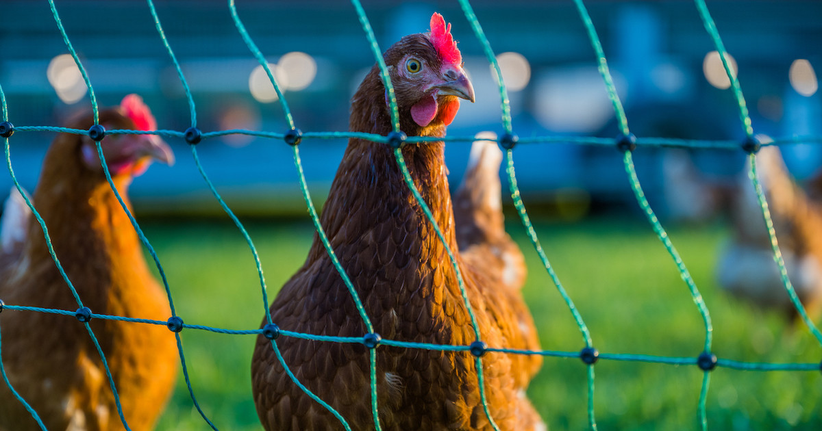 Flock Def How to Integrate New Birds into Your Flock | Wild + Whole