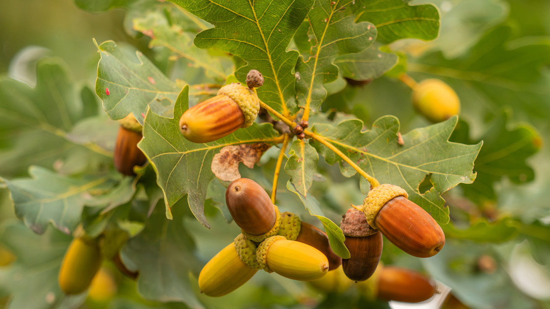 How to Improve Oak Growth for More Mast | MeatEater Wired To Hunt