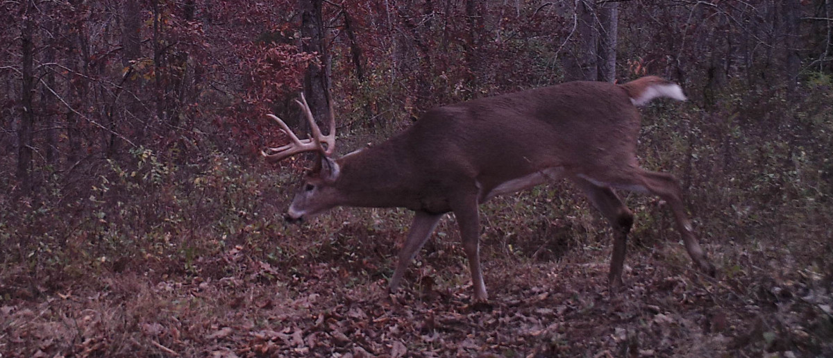 2016 Rut Predictions – Could It Be Another Late Whitetail Deer Rut?
