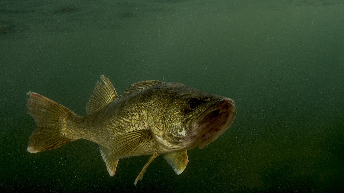 Dropshot walleyes when they won't eat ANYTHING else 