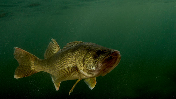 How to Troll for Walleye