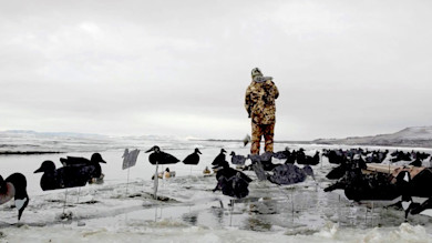 Hunter in camouflage on icy shore among silhouette duck decoys