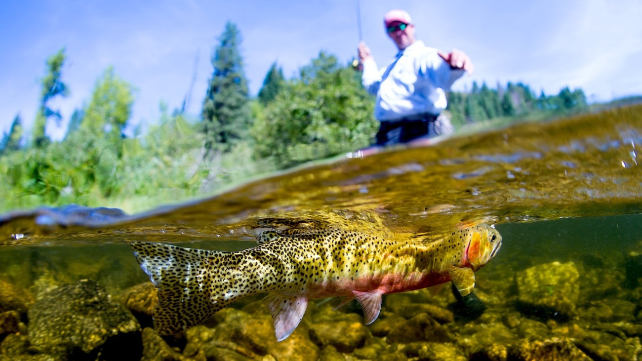 How to Fish Terrestrials for Tricky Trout