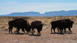 Volunteers Needed to Cull Hundreds of Grand Canyon Bison