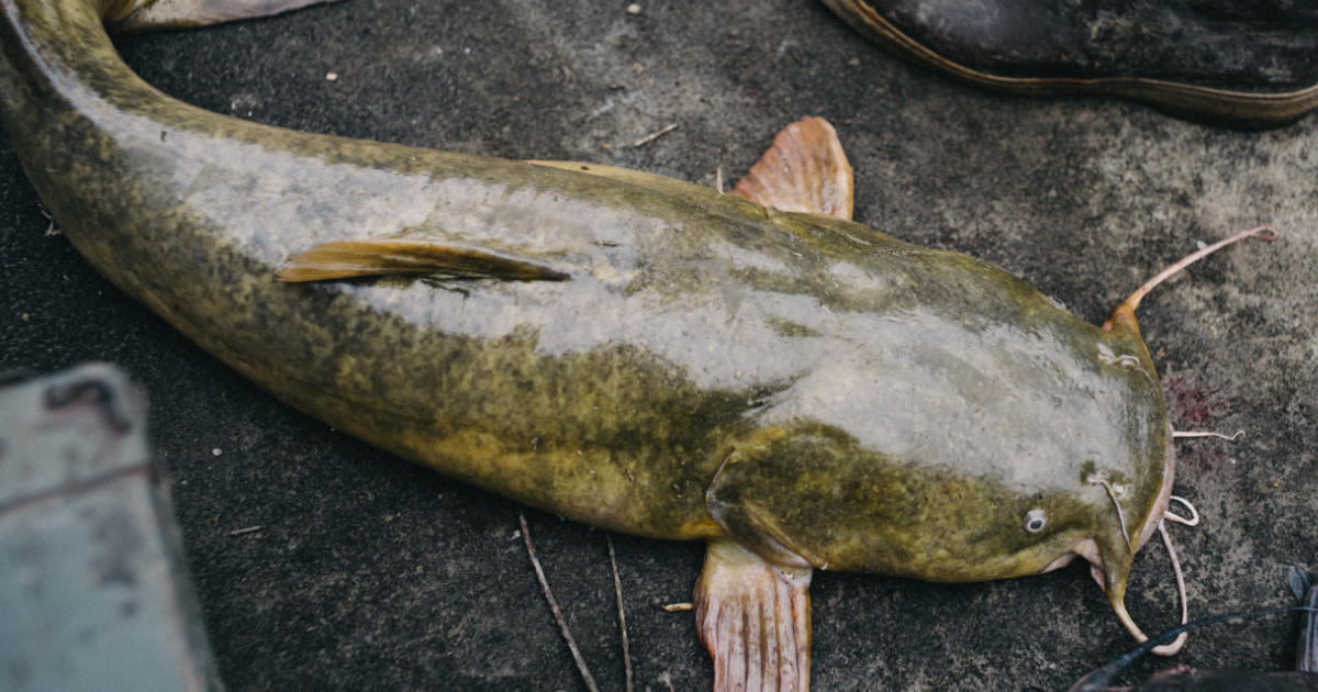 Noodling: How To Hand Fish Legally - FindLaw