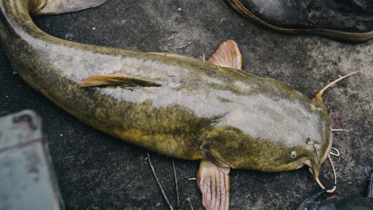 The Beginner's Guide to Catfish Noodling